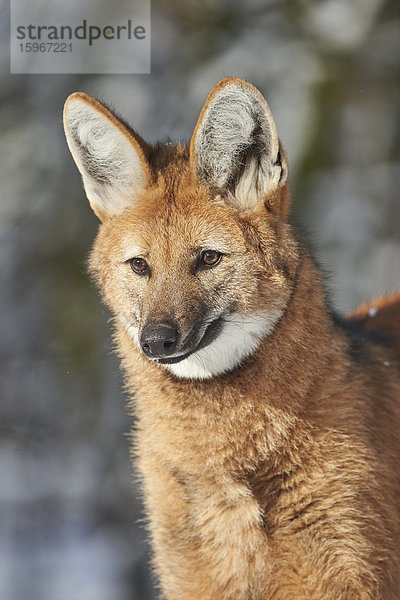 Mähnenwolf  Chrysocyon brachyurus  Deutschland  Europa