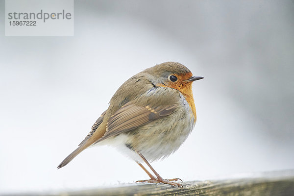 Rotkehlchen  Erithacus rubecula  im Winter  Bayern  Deutschland  Europa