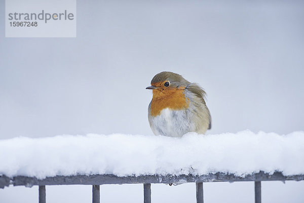 Rotkehlchen  Erithacus rubecula  im Winter  Bayern  Deutschland  Europa