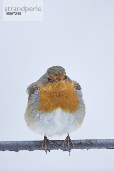 Rotkehlchen  Erithacus rubecula  im Winter  Bayern  Deutschland  Europa