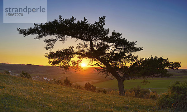 Herbstlandschaft mit Waldkiefer  Pinus sylvestris L.  Oberpfalz  Bayern  Deutschland  Europa