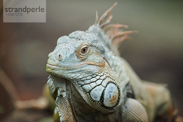 Grüner Leguan  Iguana iguana  Deutschland  Europa