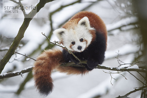 Kleiner Panda  Ailurus fulgens  im Schnee  Deutschland  Europa