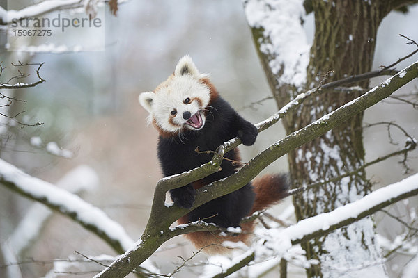 Kleiner Panda  Ailurus fulgens  im Schnee  Deutschland  Europa