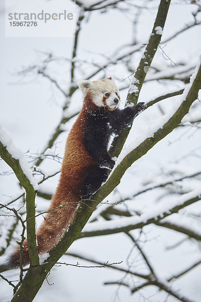 Kleiner Panda  Ailurus fulgens  im Schnee  Deutschland  Europa