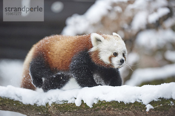 Kleiner Panda  Ailurus fulgens  im Schnee  Deutschland  Europa