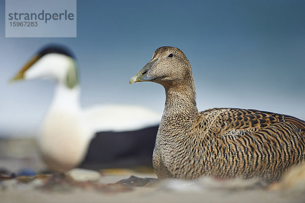 Zwei Eiderenten  Somateria mollissima  Helgoland  Nordfriesische Inseln  Deutschland  Europa