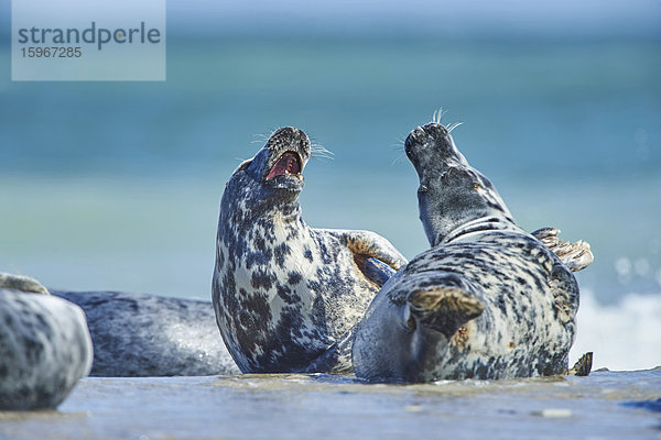 Seehunde  Phoca vitulina  Helgoland  Nordfriesische Inseln  Deutschland  Europa