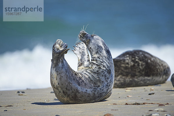 Seehunde  Phoca vitulina  Helgoland  Nordfriesische Inseln  Deutschland  Europa