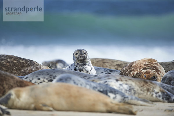 Seehunde  Phoca vitulina  Helgoland  Nordfriesische Inseln  Deutschland  Europa