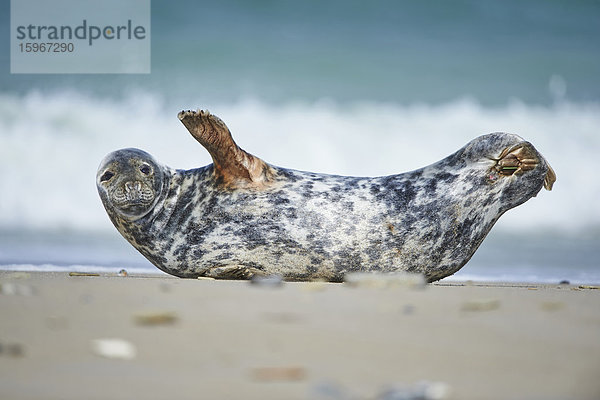 Seehund  Phoca vitulina  Helgoland  Nordfriesische Inseln  Deutschland  Europa