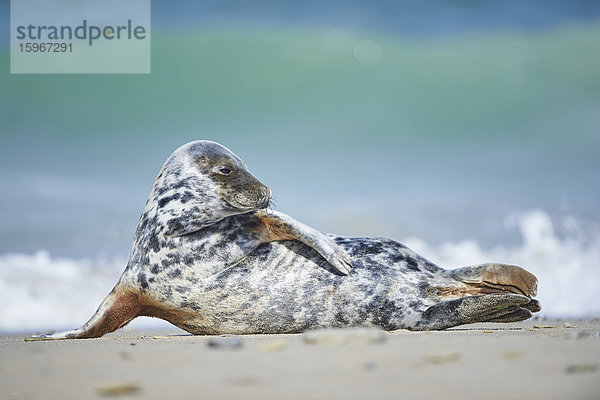 Seehund  Phoca vitulina  Helgoland  Nordfriesische Inseln  Deutschland  Europa