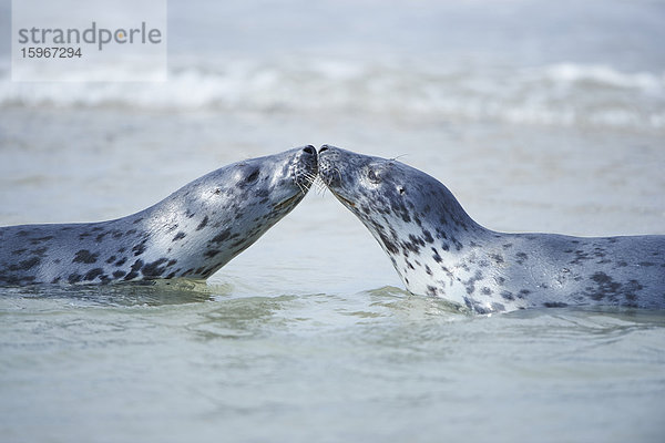 Seehunde  Phoca vitulina  Helgoland  Nordfriesische Inseln  Deutschland  Europa