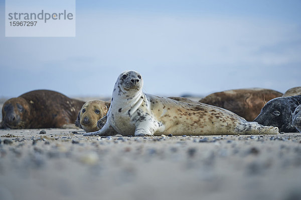 Seehunde  Phoca vitulina  Helgoland  Nordfriesische Inseln  Deutschland  Europa