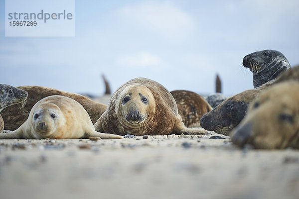 Seehunde  Phoca vitulina  Helgoland  Nordfriesische Inseln  Deutschland  Europa