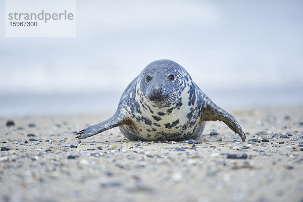 Seehund  Phoca vitulina  Helgoland  Nordfriesische Inseln  Deutschland  Europa