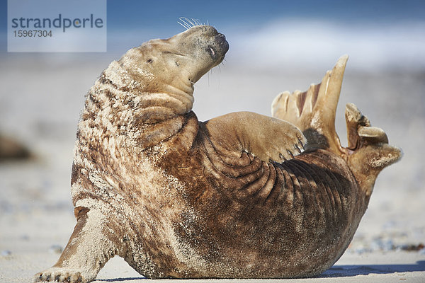 Seehund  Phoca vitulina  Helgoland  Nordfriesische Inseln  Deutschland  Europa