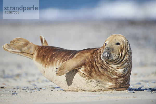 Seehund  Phoca vitulina  Helgoland  Nordfriesische Inseln  Deutschland  Europa