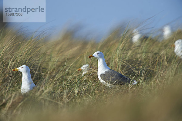 Mittelmeermöwe  Larus michahellis  Helgoland  Nordfriesische Inseln  Deutschland  Europa