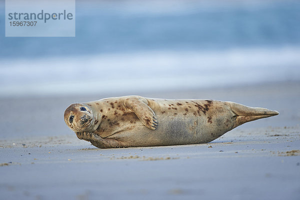 Seehund  Phoca vitulina  Helgoland  Nordfriesische Inseln  Deutschland  Europa