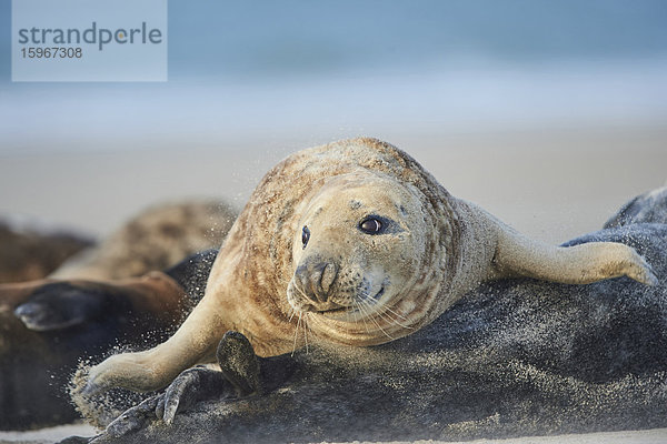 Seehunde  Phoca vitulina  Helgoland  Nordfriesische Inseln  Deutschland  Europa