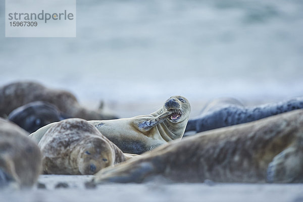 Seehunde  Phoca vitulina  Helgoland  Nordfriesische Inseln  Deutschland  Europa