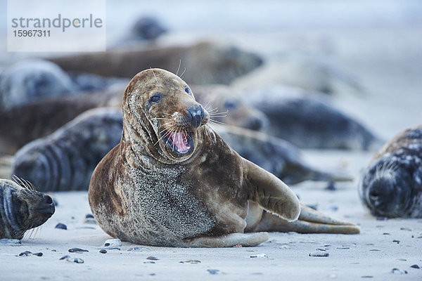 Seehunde  Phoca vitulina  Helgoland  Nordfriesische Inseln  Deutschland  Europa