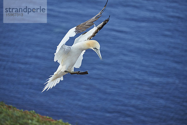 Basstölpel  Morus bassanus  Helgoland  Nordfriesische Inseln  Deutschland  Europa