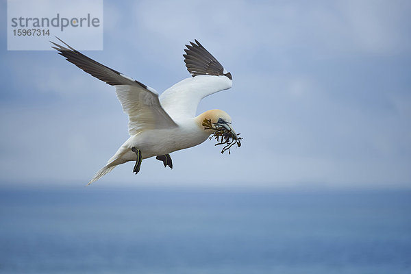 Basstölpel  Morus bassanus  Helgoland  Nordfriesische Inseln  Deutschland  Europa