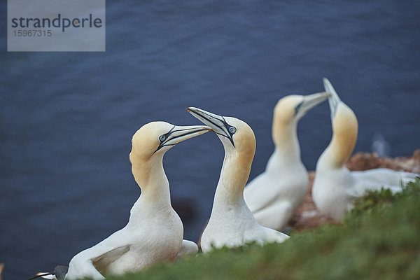 Basstölpel  Morus bassanus  Helgoland  Nordfriesische Inseln  Deutschland  Europa