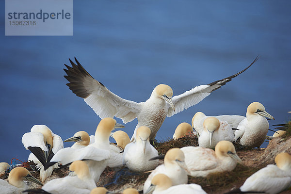 Basstölpel  Morus bassanus  Helgoland  Nordfriesische Inseln  Deutschland  Europa