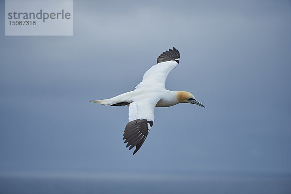 Basstölpel  Morus bassanus  Helgoland  Nordfriesische Inseln  Deutschland  Europa