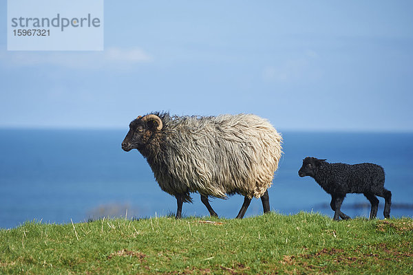 Zwei Heidschnucken  Ovis orientalis  Helgoland  Nordfriesische Inseln  Deutschland  Europa