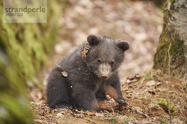 Braunbär  Ursus arctos  Bayerischer Wald  Bayern  Deutschland  Europa