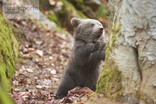 Braunbär  Ursus arctos  Bayerischer Wald  Bayern  Deutschland  Europa