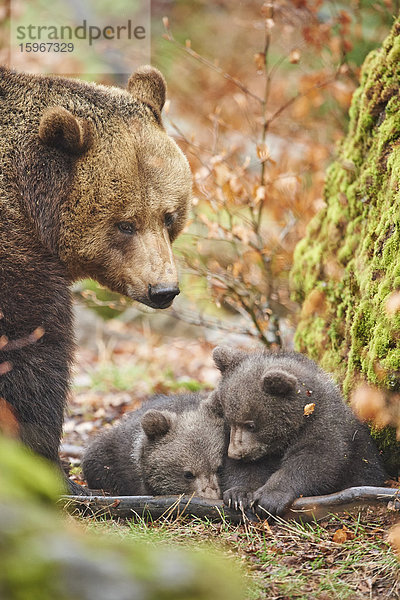 Braunbär  Ursus arctos  Bayerischer Wald  Bayern  Deutschland  Europa