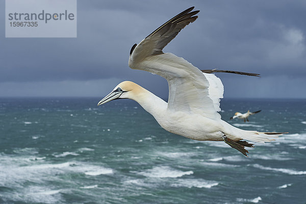 Basstölpel  Morus bassanus  Helgoland  Nordfriesische Inseln  Deutschland  Europa