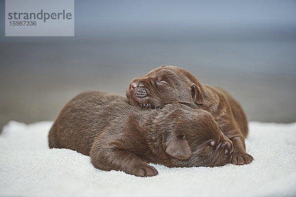 Zwei Labradorwelpen  Bayern  Deutschland  Europa