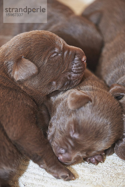 Vier Labradorwelpen  Bayern  Deutschland  Europa