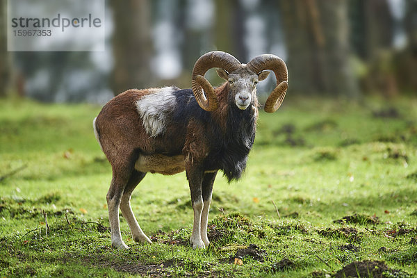 Europäischer Mufflon  Ovis orientalis  Wildpark Schwarze Berge  Niedersachsen  Deutschland  Europa