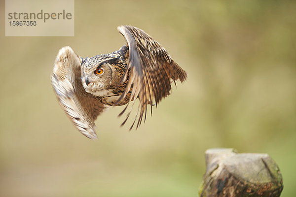 Eule  Bubo bubo  Wildpark Schwarze Berge  Niedersachsen  Deutschland  Europa