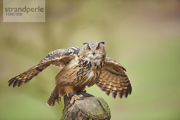 Eule  Bubo bubo  Wildpark Schwarze Berge  Niedersachsen  Deutschland  Europa