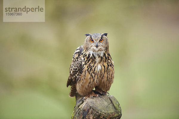 Eule  Bubo bubo  Wildpark Schwarze Berge  Niedersachsen  Deutschland  Europa