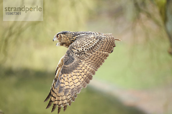 Eule  Bubo bubo  Wildpark Schwarze Berge  Niedersachsen  Deutschland  Europa