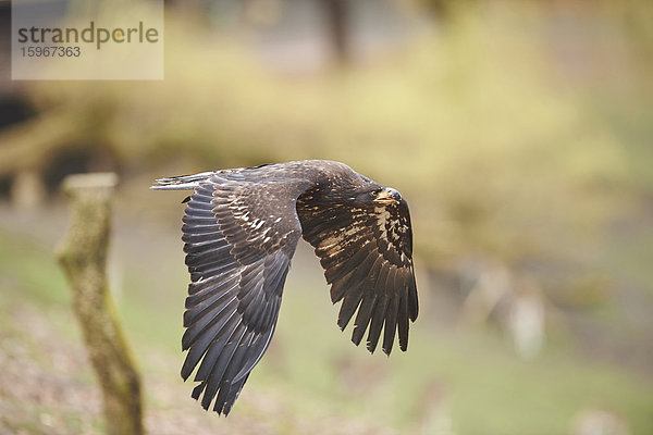 Steinadler Aquila chrysaetos Europa Deutschland Niedersachsen Wildpark Schwarze Berge