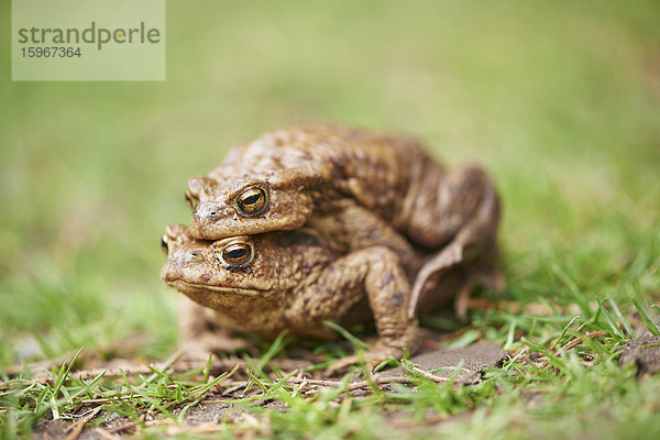 Zwei Erdkröten  Bufo bufo  Schwarze Berge  Niedersachsen  Deutschland  Europa