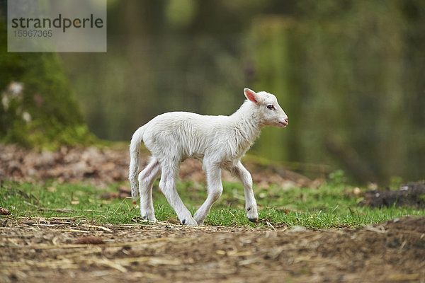 Lamm  Ovis aries  Wildpark Schwarze Berge  Niedersachsen  Deutschland  Europa