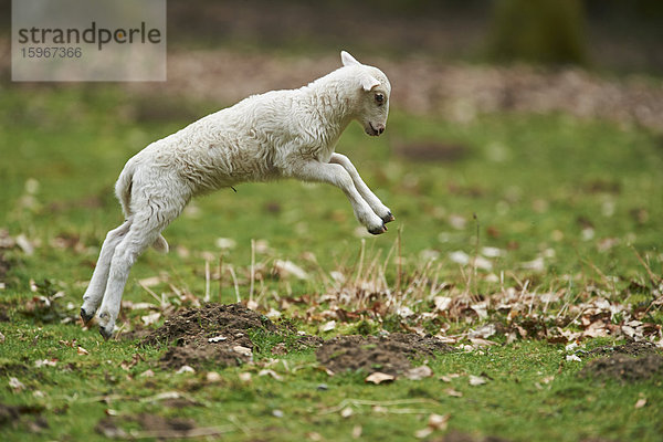 Lamm  Ovis aries  Wildpark Schwarze Berge  Niedersachsen  Deutschland  Europa