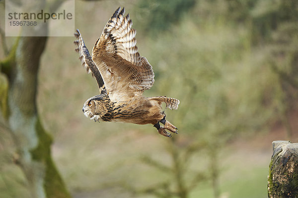 Uhu  Bubo bubo  Wildpark Schwarze Berge  Niedersachsen  Deutschland  Europa