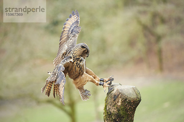 Uhu  Bubo bubo  Wildpark Schwarze Berge  Niedersachsen  Deutschland  Europa